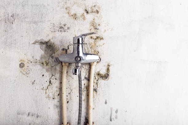Mold Removal and Inspection in Ferndale, MI