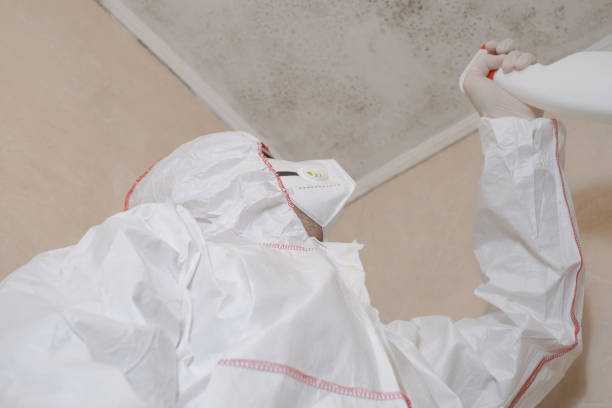 Best Home Mold Removal  in Ferndale, MI