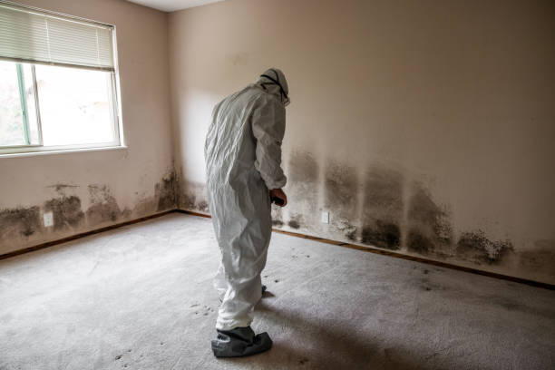 Best Commercial Mold Removal  in Ferndale, MI